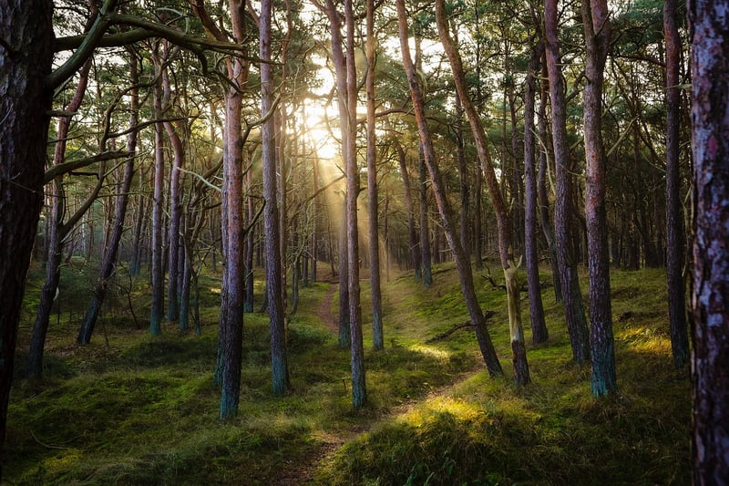 Forest Enchantment